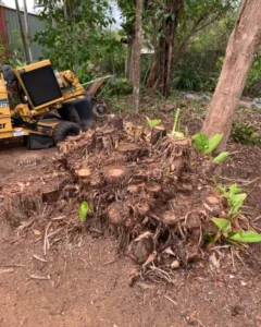 tree stump removal sunshine coast